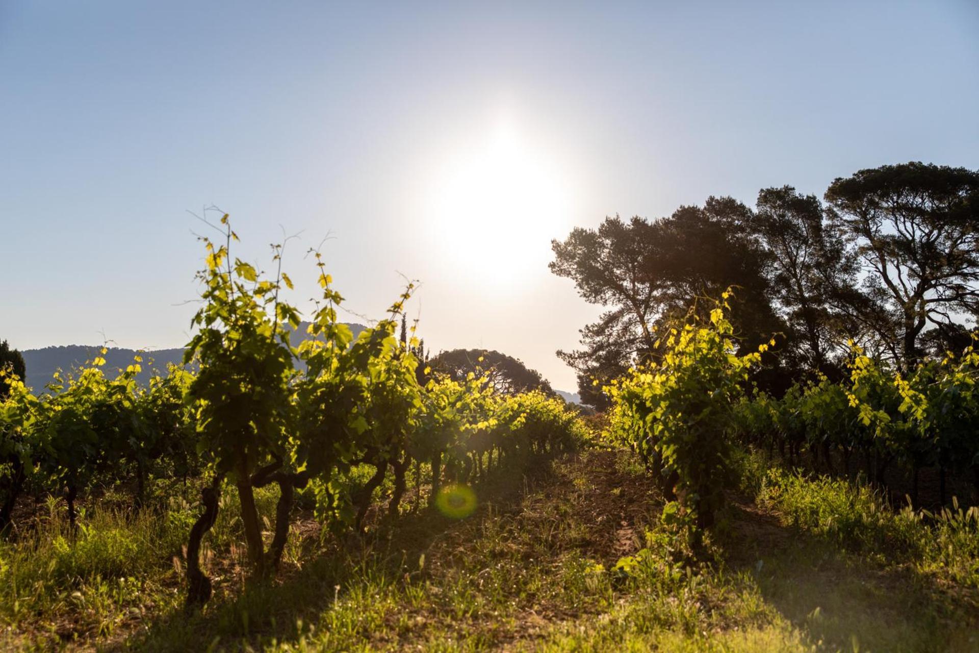 Domaine De La Navicelle Villa Le Pradet Buitenkant foto